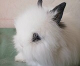 宠物兔子活体凤眼西施荷兰纯种垂耳兔猫猫兔道奇兔