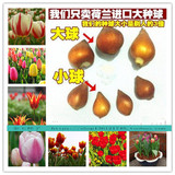 郁金香种球 进口花种种球 室内盆栽花草种子 四季可播易种
