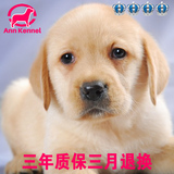 赛级纯种拉布拉多犬幼犬狗狗出售、奶黄白色宠物狗导盲、搜救犬
