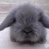 紫灰色可爱纯种荷兰宠物兔垂耳兔活体兔宝宝疫苗已打多省包邮。。