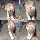 加菲猫乳色小母猫 幼猫异国短毛猫出售活体宠物猫包7天猫瘟