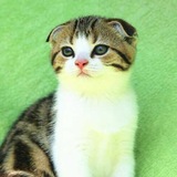 【缪斯女神小猫】苏格兰折耳 完美双色棕虎斑起司猫 （展示）