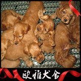 广州宠物狗场出售纯种可卡犬狗狗 广州可卡宠物狗幼犬