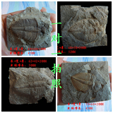 王冠虫三叶虫化石原石古生物狼鳍鱼化石多个可选标本燕子石古8888