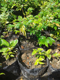 台湾嘉宝果树葡萄籽播苗果树盆景阳台栽植18个月30公分高