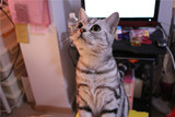 【种母展示】美国短毛猫QUEEN 银虎斑标准纹NINI  美短 纯种猫