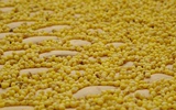 2015年新米农家自种小米农产品月子米宝宝有机小黄米养胃粥包邮