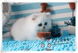 上海纯种CFA猫云系金吉拉长毛波斯猫蓝眼银渐层白色金吉拉弟弟