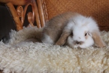 兔子活体纯种荷兰垂耳兔猫猫兔侏儒兔 情侣宠物兔宝宝圣诞节礼物