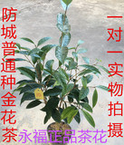 名贵金花茶树苗 防城普通种金花茶6年苗 一对一实物拍摄 树形优美