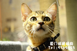 孟加拉豹猫/大玫瑰纹/CFA注册猫舍/赛级纯种猫/福建厦门宠物猫