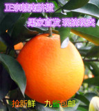 新鲜水果赣南脐橙寻乌土特产绿色无公害有机冰糖橙子5斤包邮团购