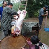 农家正宗散养新鲜土猪肉 粮食喂养猪排骨 有机猪肉包邮农村鲜猪肉