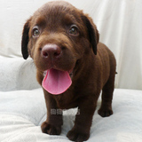 专柜短毛拉布拉多犬纯种幼犬狗狗出售宠物巧克力色支付宝健康211