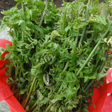 新鲜蕨菜野菜水蕨蔬菜有机无公害生鲜农家绿色蔬菜配送 野生厥菜
