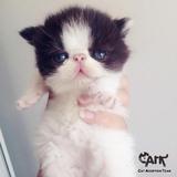 【售出】名贵活体宠物猫 加菲猫 CFA纯种血统 双色 黑白 梵花开脸
