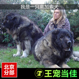 出售熊版高加索犬幼犬大型犬狗狗活体健康赛级宠物狗北京上门送货
