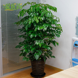 绿宝幸福树盆栽办公室客厅大型绿植室内好养植物平安树送货上门