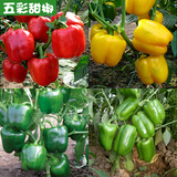 进口五彩甜椒种子灯笼椒种子 春季夏季秋季蔬菜种子 阳台盆栽大田