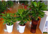 包邮花卉|盆栽红掌 万年青阳台 室内|阳台观叶绿植物 吸甲醛大型