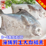 野生白鲳鱼 新鲜海鲜鲜活海鱼鲜鱼平鱼大鲳鱼生鲜水产2只左右半斤