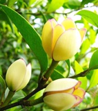 特价推荐盆栽花卉绿植 浓香植物 含笑花苗 含笑花 含笑树苗香蕉花