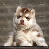 「起点」出售纯种活体哈士奇雪橇犬幼犬宠物狗狗黑白灰色№红色12