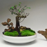 一木自然苔藓微景观创意生态瓶创意桌面绿植盆景包邮节日礼品物