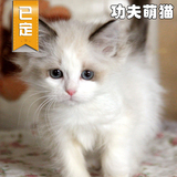 【七年老店 功夫萌猫】纯种布偶猫 双色布偶猫 幼猫甜甜 已到新家