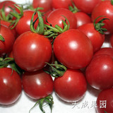 台湾品种 新鲜水果 圣女果 千禧小番茄 樱桃小番茄 5斤江浙沪包邮
