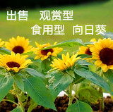 庭院花种子夏季种四季种花卉盆栽观赏矮向日葵食用高大向日葵绿化