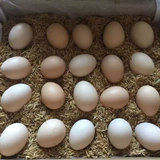 土鸡蛋 生态散养初生蛋 新鲜农家草鸡蛋自养双莲鸡蛋笨鸡蛋20枚装