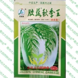山东保护农产品㊣品牌 胶蔬秋季王白菜种子 改良型 水果白菜 10g
