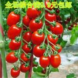 四季蔬菜种子樱桃番茄种子水果西红柿紫圣果种子红圣女果种子