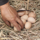 皖北农家特产散养新鲜有机纯天然当天土鸡蛋草鸡蛋孕宝宝辅食30枚