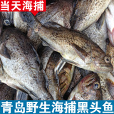 青岛特产小黑头鱼野生鲜活豆腐鱼新鲜海鱼500g