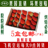 空运新鲜草莓 香草莓 冬草莓1盒起售每盒15或20粒随机发货