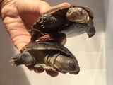 西非龟 活体宠物龟观赏龟乌龟 沼泽龟 深水龟5-10cm全品开食