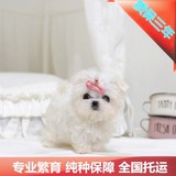 犬舍出售纯种马尔济斯犬宠物狗长毛白色狗狗北京可送到家打折促销