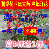 日本海棠花苗 室内盆栽 4年树苗 盆景植物 当年开花 玫瑰蔷薇