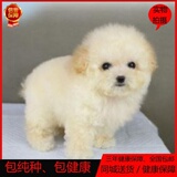 纯白色泰迪犬幼犬出售泰迪幼犬纯种宠物狗迷你型玩具体长不大活体