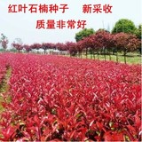 优质 红叶石楠种子 红罗宾 种植技术 批发