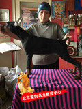 北京 纯种杜宾犬 赛级德系杜宾幼犬 笃宾活体狗狗 看家护院工作犬