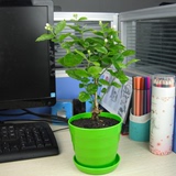 【天天特价】办公室内桌面阳台有氧盆栽茉莉花苗净化空气花卉绿植