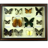 儿童教玩具蝴蝶盒装标本 送礼收藏品 镜框蝴蝶家居装饰标本带框画