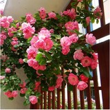 阳台庭院花卉盆栽 多花蔷薇苗 5年苗 玫瑰当年开花爬墙藤蔓绿植物