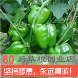 蔬菜种子 植物种子 阳台盆栽蔬菜 绿色辣椒种子 绿色甜椒 约30粒