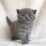 苏小猫咪宠物猫活体纯种英短蓝猫小猫幼猫公猫(尾款，已去合肥）
