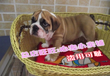 上海纯种英国斗牛犬出售 英牛幼犬宠物狗支持上门挑选狗狗