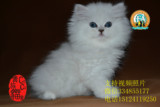 纯种猫 宠物猫咪活体宝宝出售  阴影毛尖金吉拉银色金吉拉dd